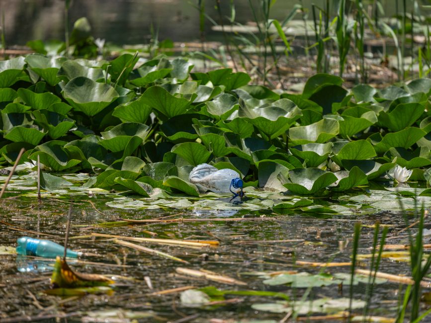 A weathered, partially submerged wooden boat structure floating in a murky green water canal or pond, with visible algae and debris accumulated on its surface. The boat's frame consists of aged, rough